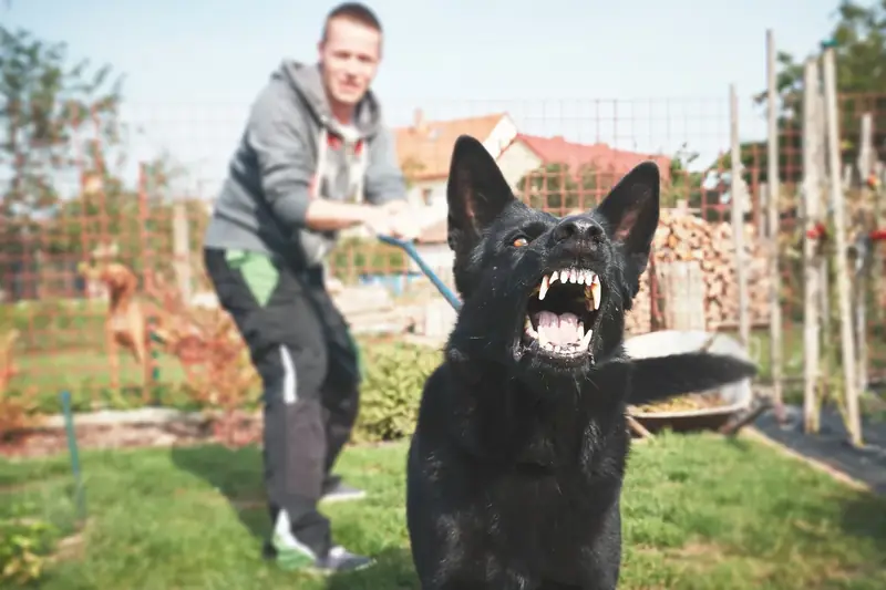 Reactive and Aggressive Dogs in Austin TX