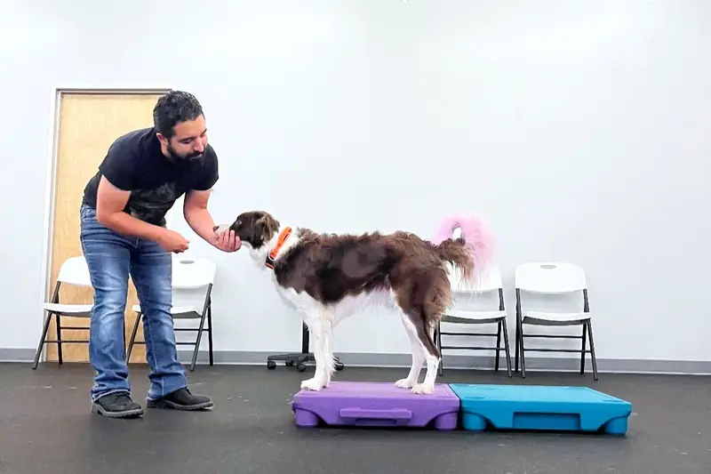 Dog resting its chin in trainer's hand during in-home dog training in Austin