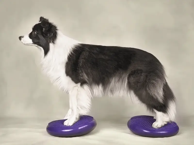Canine Fitness in Austin TX