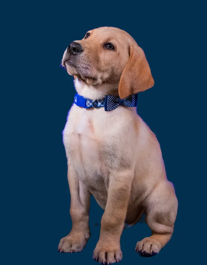 Puppy Training in Austin TX